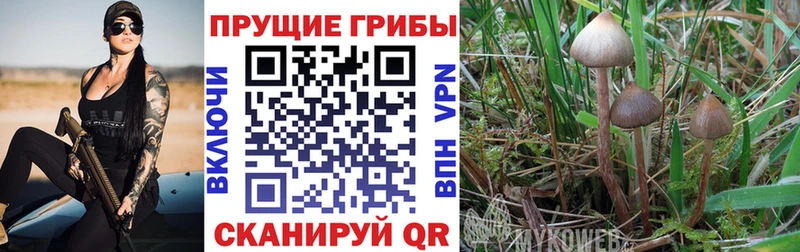 Псилоцибиновые грибы Cubensis Каспийск